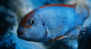 Pseudotropheus sp. 'red top ndumbi' Ndumbi Point